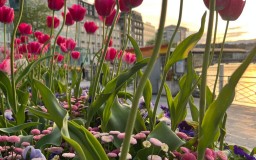 Tulipani